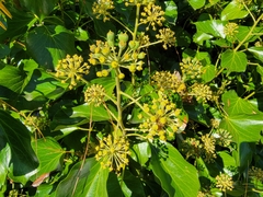 Hedera canariensis