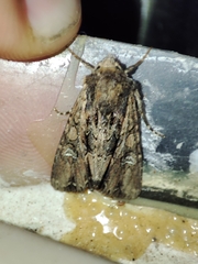 Mniotype occidentalis