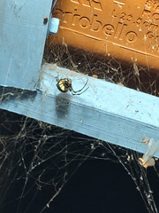 Nephilingis cruentata