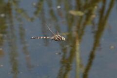 Adversaeschna brevistyla