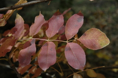 Fraxinus ornus