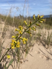 Solidago gillmanii
