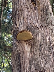 Fomes fomentarius