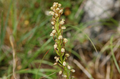Orchis anthropophora