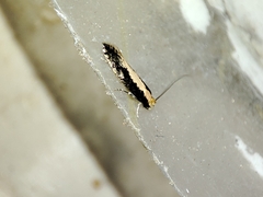 Monopis crocicapitella