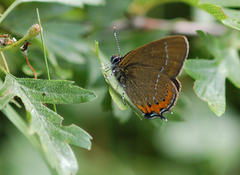 Satyrium pruni