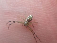 Diaea ambara