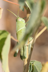 Schistocerca
