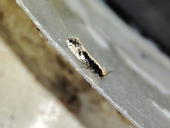 Monopis crocicapitella