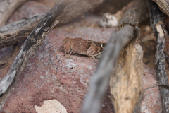 Leprus