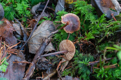 Macrocystidia