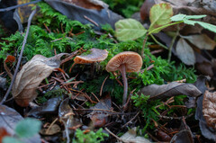 Macrocystidia