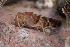 Leprus