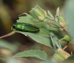 Agaeocera scintillans