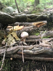 Armillaria gallica