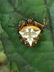 Verrucosa