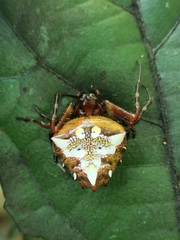 Verrucosa