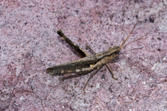 Acantherus piperatus