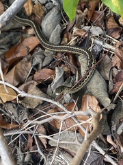 Thamnophis sirtalis sirtalis