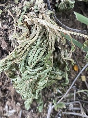 Selaginella lepidophylla