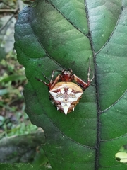 Verrucosa