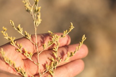Artemisia santonicum