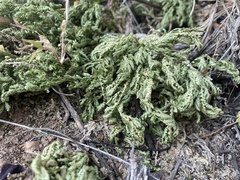 Selaginella lepidophylla