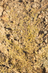 Artemisia santonicum
