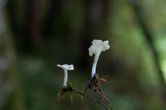 Cantharellopsis prescotii