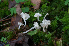 Cantharellopsis prescotii