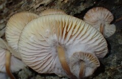 Spinellus fusiger