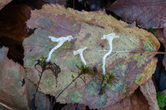 Cantharellopsis prescotii