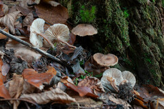 Pseudoomphalina kalchbrenneri