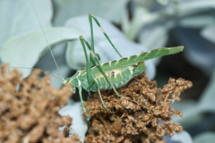 Insara elegans