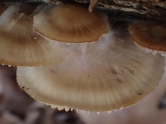 Spinellus fusiger