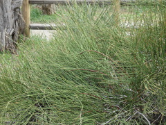 Ephedra viridis