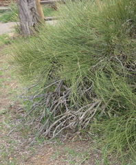 Ephedra viridis