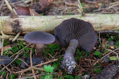 Cortinarius