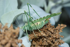 Insara elegans
