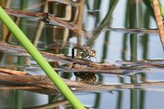 Adversaeschna brevistyla