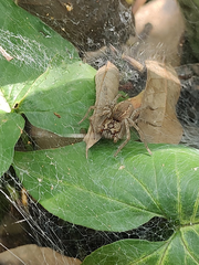 Aglaoctenus lagotis