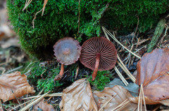 Cortinarius mirandus