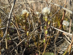 Symphyotrichum ciliatum
