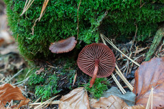 Cortinarius mirandus