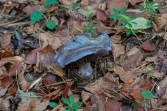 Cortinarius nauseolens