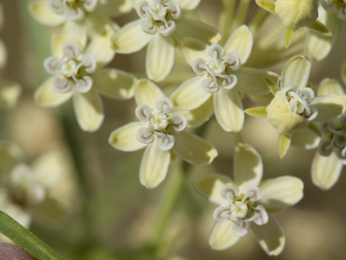 horsetail milkweed