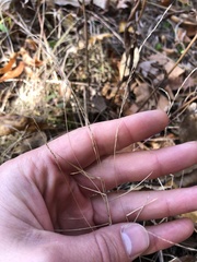 Muhlenbergia