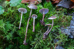 Baeospora myriadophylla