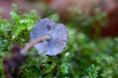 Baeospora myriadophylla
