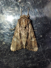 Mniotype occidentalis